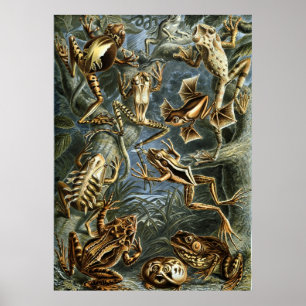 Haeckel Frösche Poster
