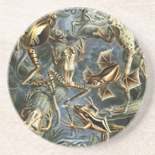 Haeckel Frösche Untersetzer