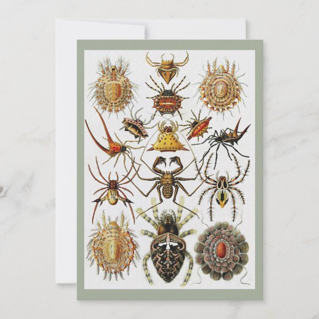Haeckel Golden Spiders Platte 66 Einladung (Vorderseite)