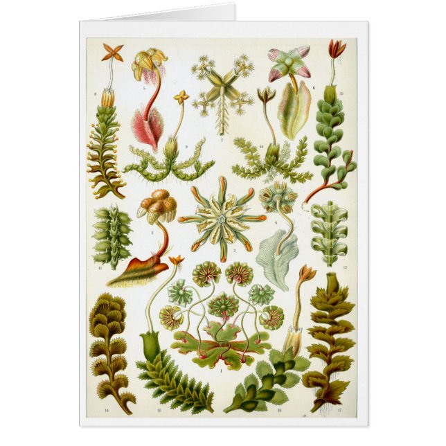 Haeckel_Hepaticae (Vorne)