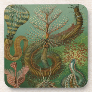 Haeckel Hundertfüßer Untersetzer