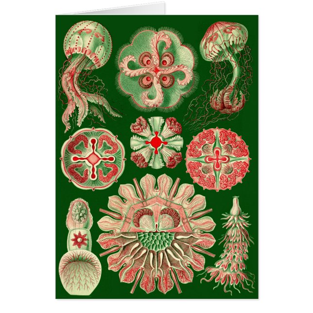 Haeckel Jellyfish Illustration All-Occasion (Vorne)