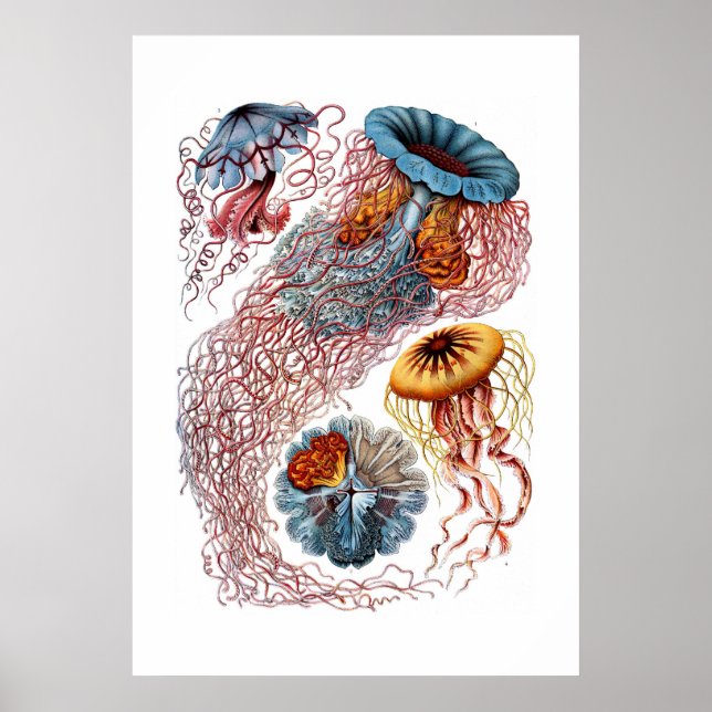 Haeckel Jellyfish Print Poster (Vorne)