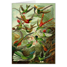 Haeckel Kolibri-Illustrations-jeder Anlass