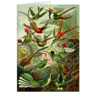 Haeckel Kolibri-Illustrations-jeder Anlass