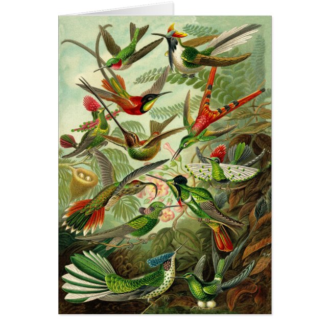 Haeckel Kolibri-Illustrations-jeder Anlass (Vorne)