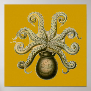 Haeckel Krake Poster