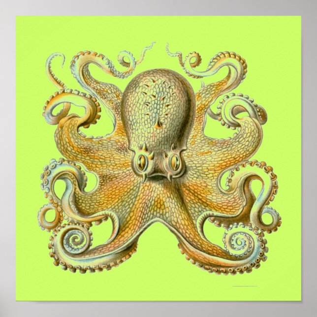 Haeckel Krake Poster (Vorne)