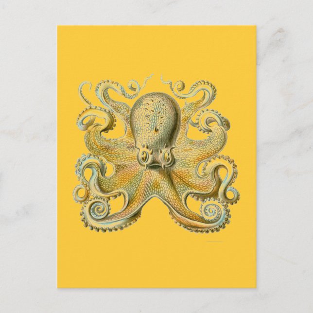 Haeckel Krake Postkarte (Vorderseite)