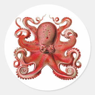 Haeckel Krake Rot Runder Aufkleber