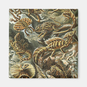 Haeckel Lizard Bartded Dragon Iguana Malerei Magnet