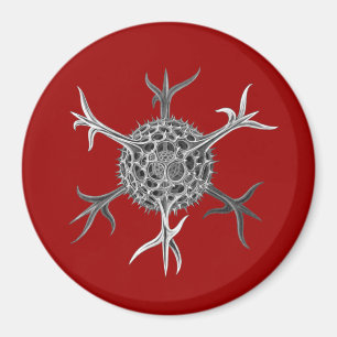 Haeckel Magnet