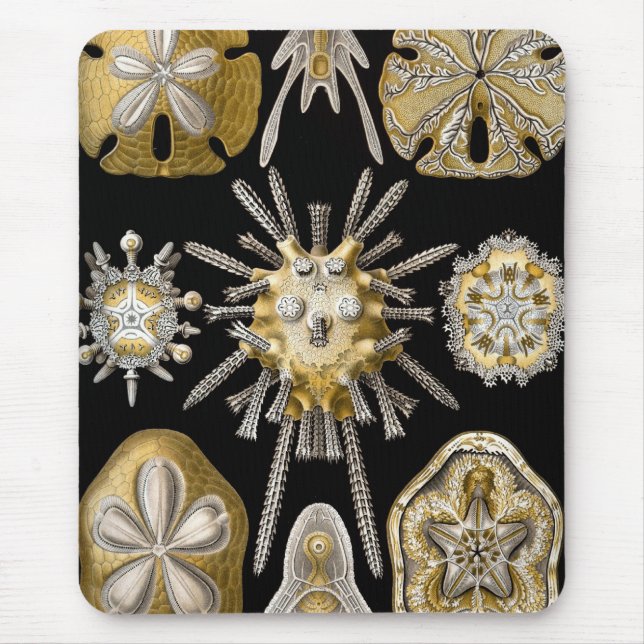 Haeckel Meerestiere Mousepad (Vorne)