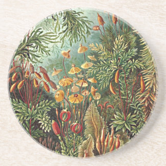 Haeckel Moss Grass Mushroom Malerei Sandstein Untersetzer