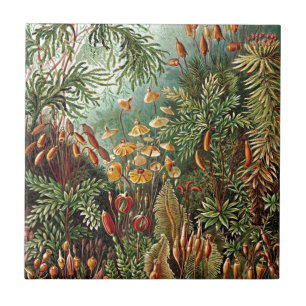 Haeckel Moss-, Grass- und Pilzgemälde Fliese