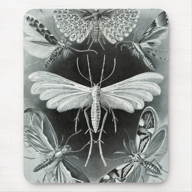 Haeckel-Motten Mousepad (Vorne)