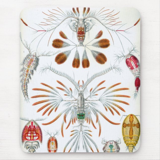 Haeckel Mousepad (Vorne)