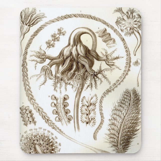 Haeckel Mousepad (Vorne)