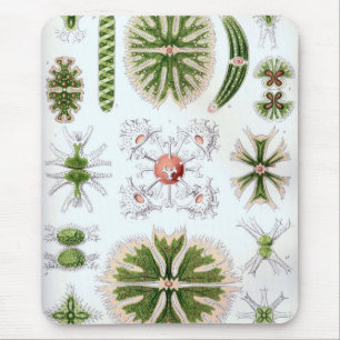 Haeckel Mousepad