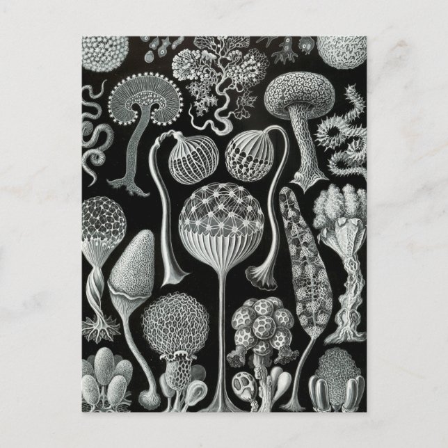 Haeckel Mycetozoa Postkarte (Vorderseite)