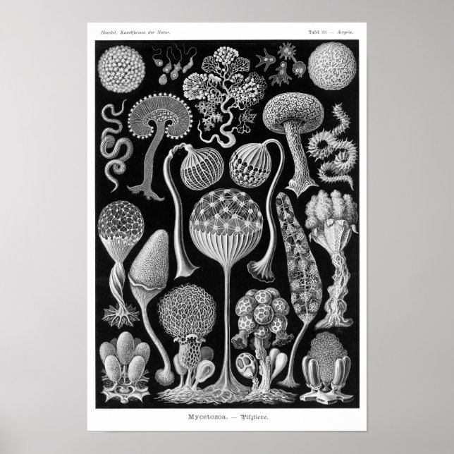 Haeckel-Myketozoa Poster (Vorne)