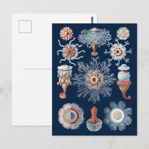 Haeckel Natur Kunst Siphonophorae Antikes Druckwer Postkarte