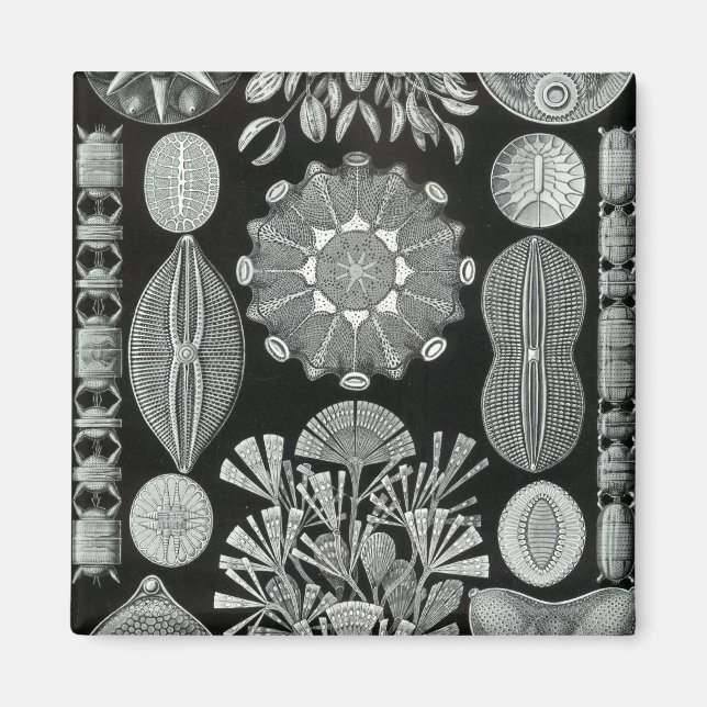 Haeckel Negativ Magnet (Vorne)