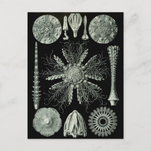 Haeckel Negativ Postkarte