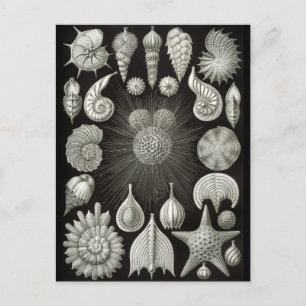 Haeckel Negativ Postkarte