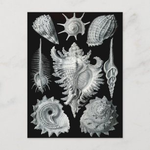 Haeckel Negative Postkarte
