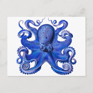 Haeckel Octopus Blue Postkarte