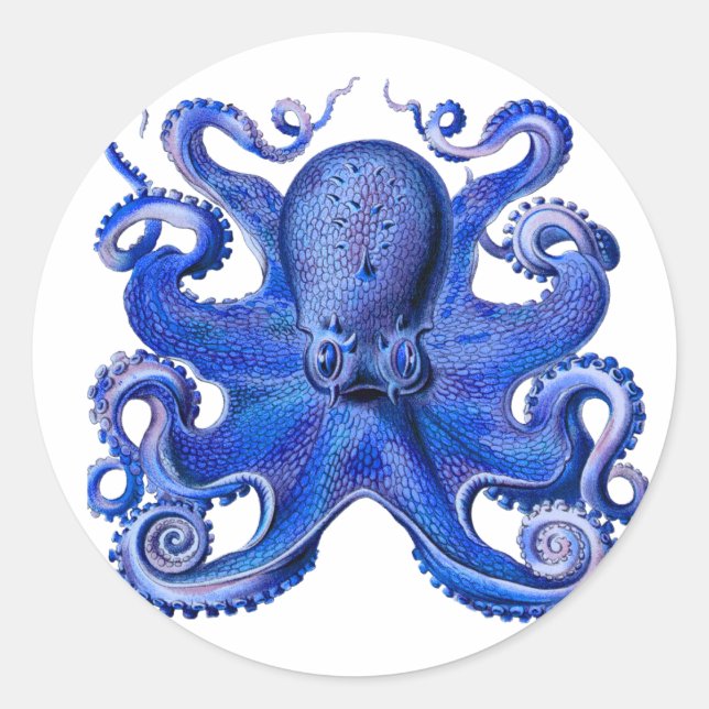 Haeckel Octopus Blue Runder Aufkleber (Vorderseite)