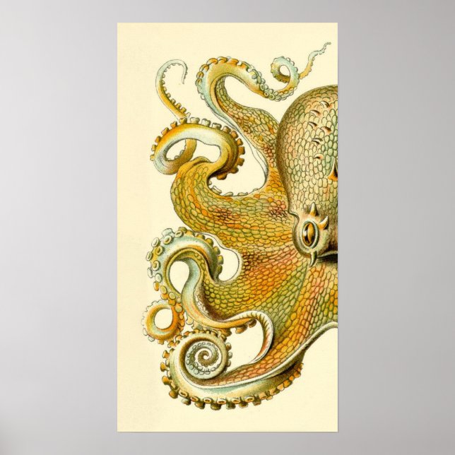 Haeckel Octopus Diptych II Poster (Vorne)