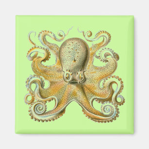 Haeckel Octopus Magnet