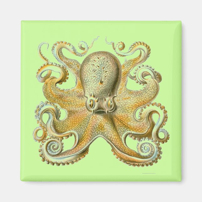 Haeckel Octopus Magnet (Vorne)