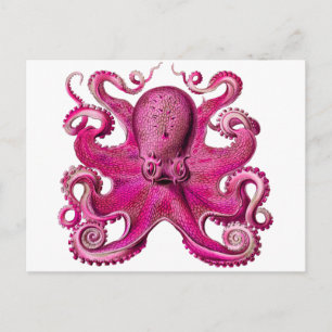 Haeckel Octopus Pink Postkarte