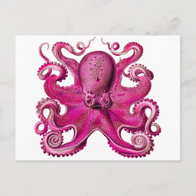 Haeckel Octopus Pink Postkarte (Vorderseite)