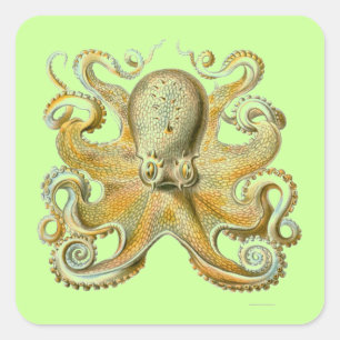 Haeckel Octopus Quadratischer Aufkleber