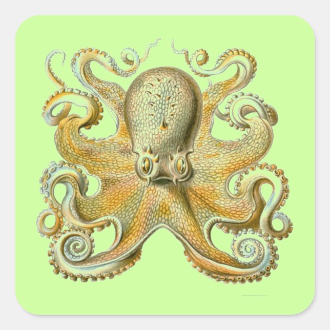 Haeckel Octopus Quadratischer Aufkleber (Vorderseite)