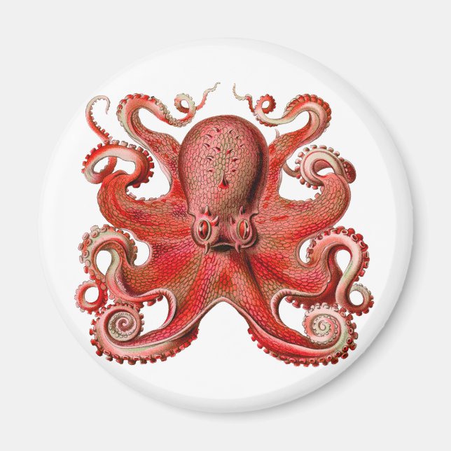 Haeckel Octopus Red Magnet (Vorne)
