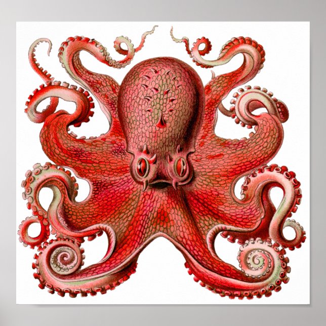 Haeckel Octopus Red Poster (Vorne)