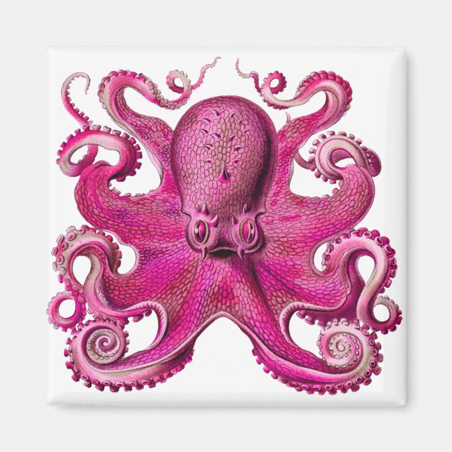 Haeckel Oktopus Rosa Magnet (Vorne)