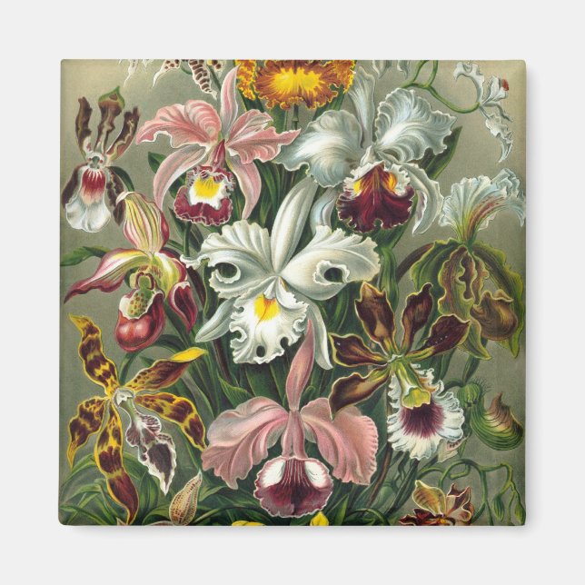 Haeckel-Orchideen Magnet (Vorne)