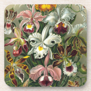 Haeckel-Orchideen Untersetzer