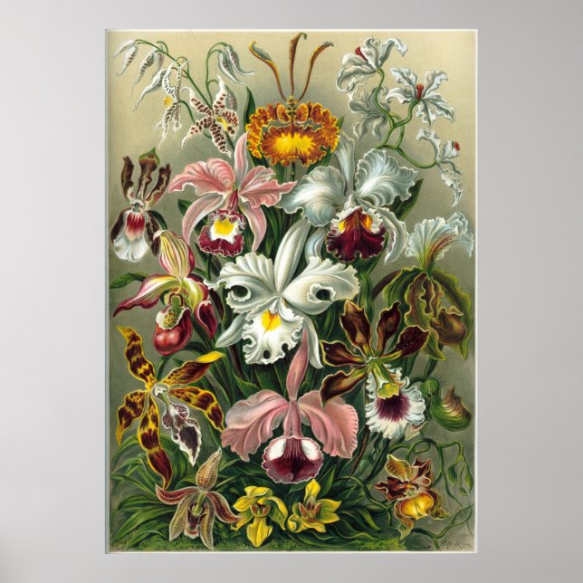 Haeckel Orchids Print Poster (Vorne)