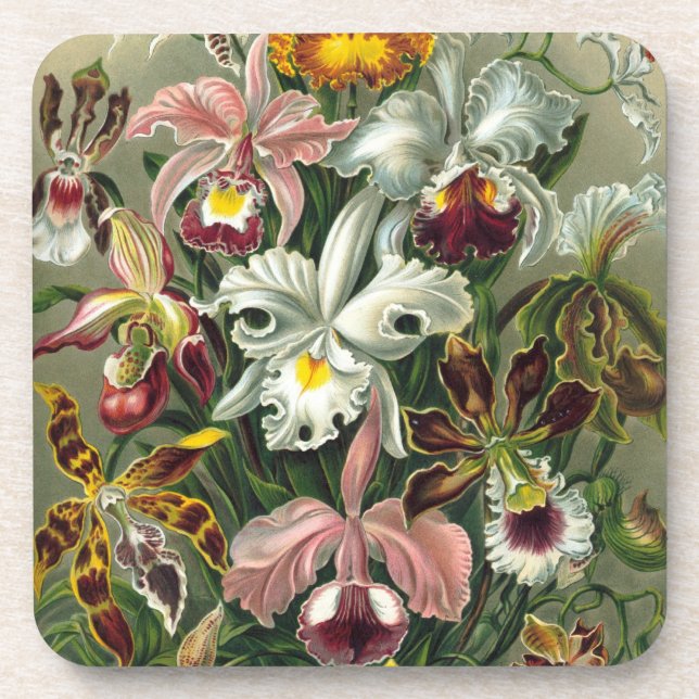 Haeckel Orchids Untersetzer (Vorderseite)