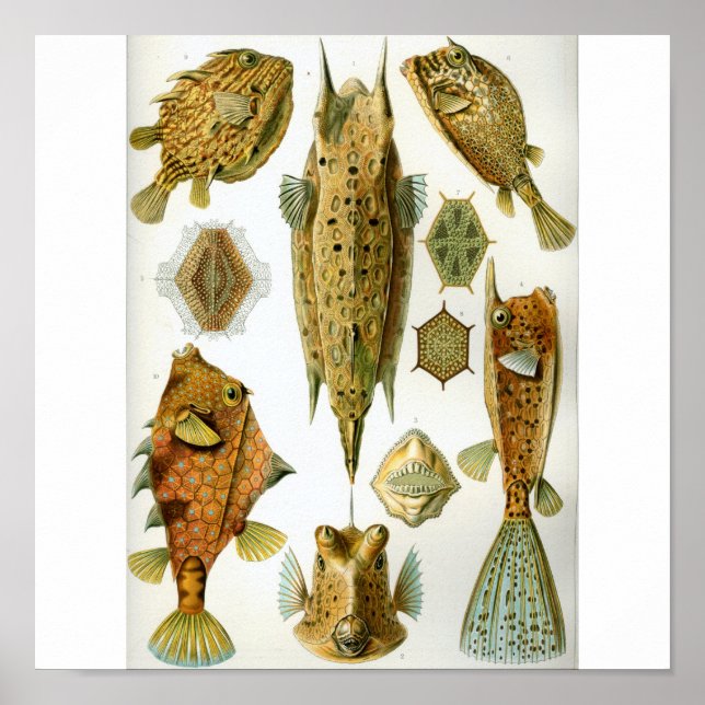 Haeckel_Ostraciontes Poster (Vorne)