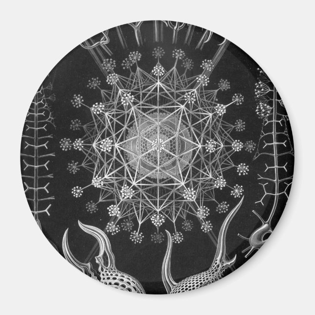 Haeckel Phaeodaria Magnet (Vorne)