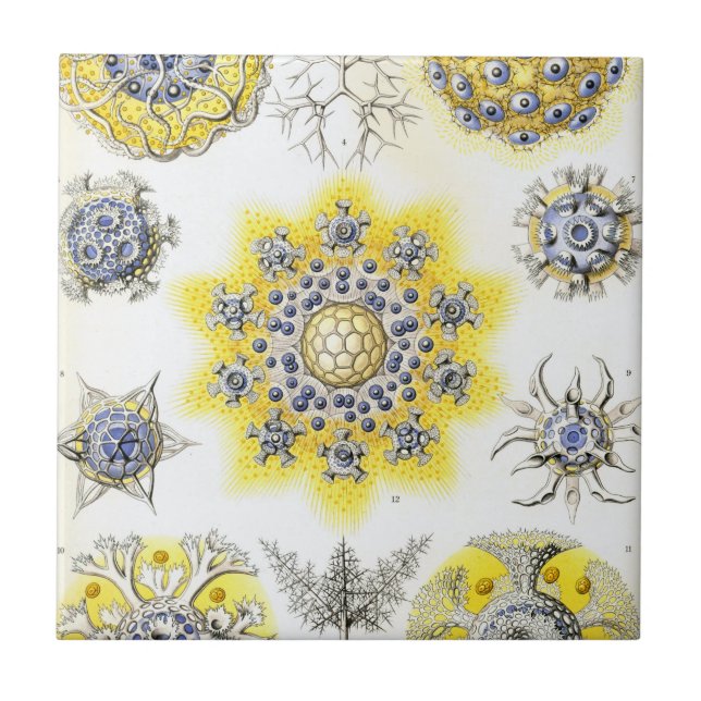 Haeckel Polycyttaria Fliese (Vorderseite)