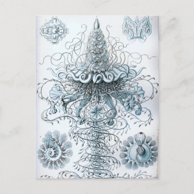 Haeckel Postkarte (Vorderseite)